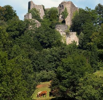 Burguine Badenweiler und weidende Kühe